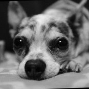 Melissa Scialfa's photo