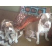 Dutchess Foxtrail's photo
