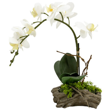 Serene Spaces Living White Orchid in Driftwood Pot, 6.5" Diameter & 13.5" Tall