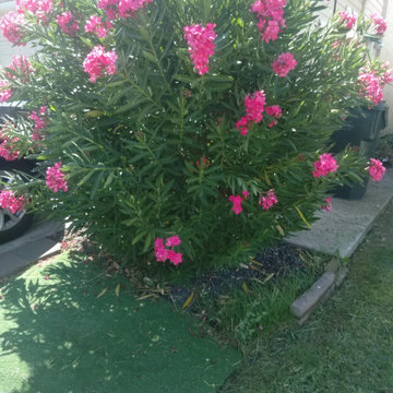 Professional Landscape Maintenance & Yard Care