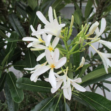 Plumerias