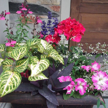 Container Plantings Spring Summer