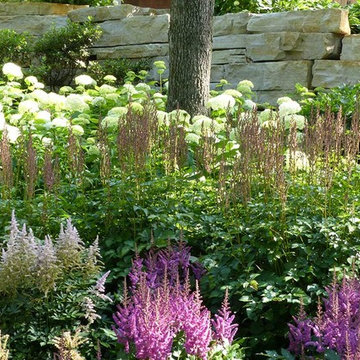 A mixed bed of astibe in bright pink with a background of white Annabelle hydran