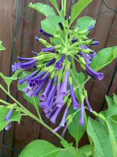 Trachelium caeruleum Perennial Blue Lace Flower - Buy Online at Annie's  Annuals