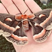 Laura Gochtovtt-Stine's photo