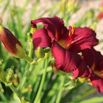 Softscape (Flowers, Flower beds and more)