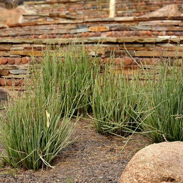 Southwestern Plants