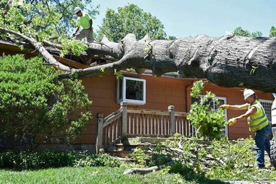 Tree Services