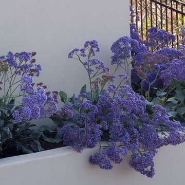 Orinda Hillside Garden