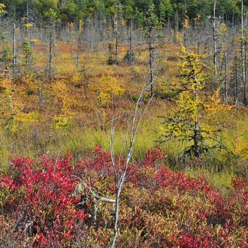 Vaccinium