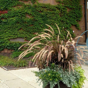 At the peak of their beauty. This summer's planters grew to be spectacular!