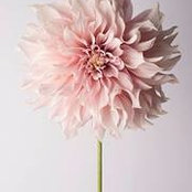 Jennifer Handley's photo