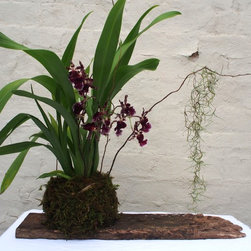 Orchid Plank - Products