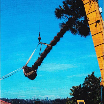 3800 pounds of palm over the house!
