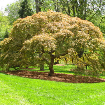 Caring for old Weeping Japanese Maple