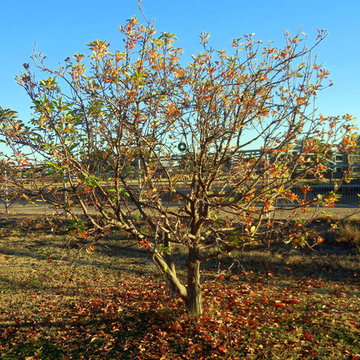 Fruit Trees