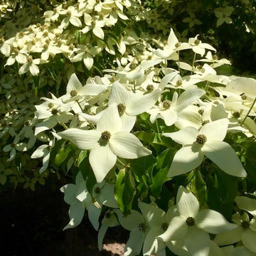 Milky Way Kousa Dogwood