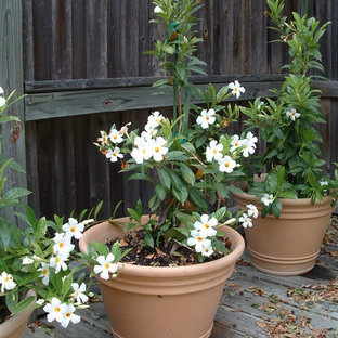 Mandevilla Vine On Trellis | Houzz