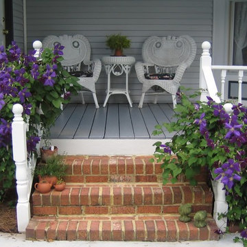 Clematis 'Jackmanii'