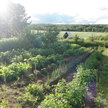 vegetable garden