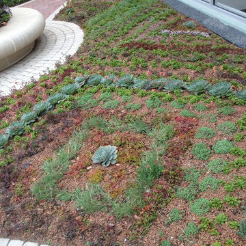 Annuals & Perennials