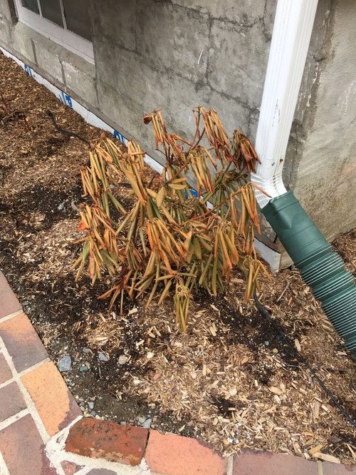 Is my rhododendron dead?