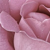 Firoza Koya's photo