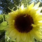 Foto von Sarah Brooke