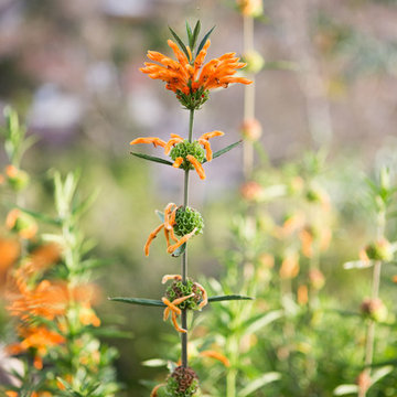 Xeriscape Landscape - Lush Green with Low-Water Plants