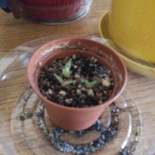 My plant collection