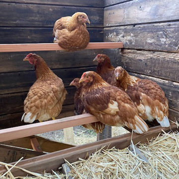 Hen Saloon