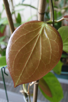 Hoya pentaphlebia- 4” pot 2024 - Rooted - Actual plant