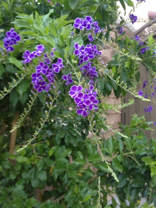 small tree with purple flowers