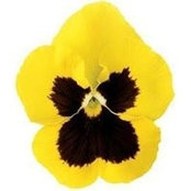 Janet Ackerman's photo