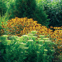 Backyard Landscaping Ideas