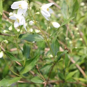 Yuki Snowflake™ Deutzia