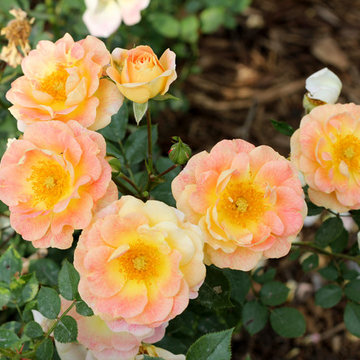 Oso Easy® Strawberry Crush Landscape Roses