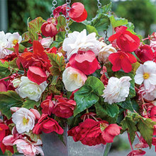 Container Garden Ideas