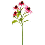 Silk Plants Direct - Echinacea Spray, Cerise, Pack of 12 - Does your home décor suffers from the case of tired, uninspiring vibes? If you think it does, then it’s time to bring in flowers. It’s time to bring in some artificial Echeveria Spray. Flowers which are known to wake up any dour, mundane space from its slumber, these silk Echeveria Spray will go a long way in making your room an absolute special one with minimal fuss. Our Echeveria Spray measures 29" and comes in a delightful Cerise. Available in a pack of 12, this faux Echeveria Spray is crafted from high quality material and is a highly practical element which will bring a fresh, rich look to the setting.