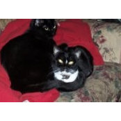 Sharon Budig-Arnhold's photo