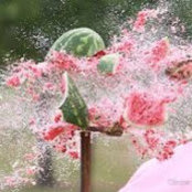 smashed Watermelon's photo
