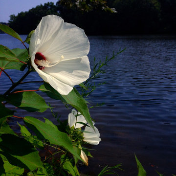 Hibiscus moscheutos (Crimsoneyed Rosemallow)