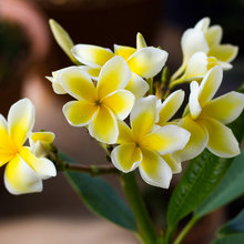 My Plumerias