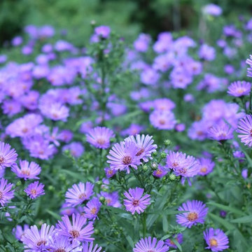 G A R D E N - Cut flower farms + gardens