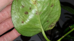 Dark Spots On Pothos' Leaves...What's Wrong? Please Help! | Houzz Forum