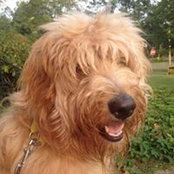 Gus Goldendoodle's photo