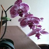 Foto von Maria McPartland