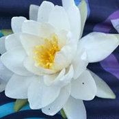 Helen Vil's photo