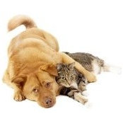 Happy Paws's photo