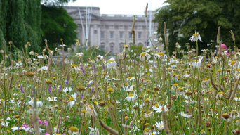 Meadowmat Wildflower Turf in St James's Park, London
